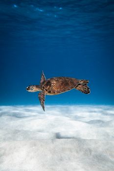 Elegant sea turtle gliding through the ocean blue against a sandy seabed.