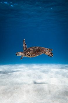 A majestic sea turtle glides effortlessly through the clear blue ocean waters.