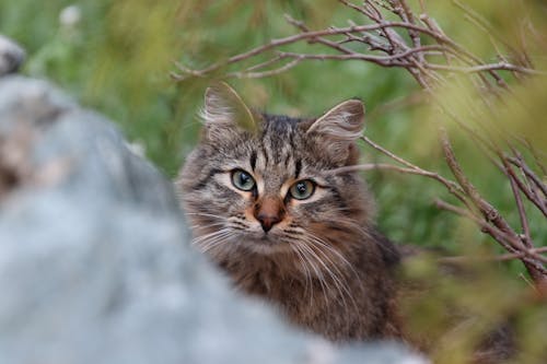 Close-Up Shot of a Domestic Long-Haired Cat