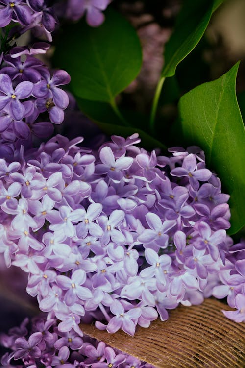 Základová fotografie zdarma na téma botanický, čerstvý, detail