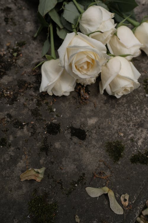 bezplatná Základová fotografie zdarma na téma betonový povrch, bílé růže, detail Základová fotografie