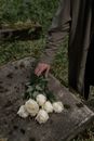 A Person Placing White Roses on a Concrete Surface