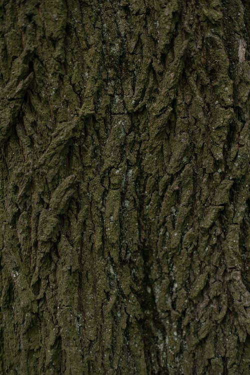 Close-up of Tree Bark