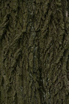 Detailed close-up of tree bark showcasing natural texture and patterns.