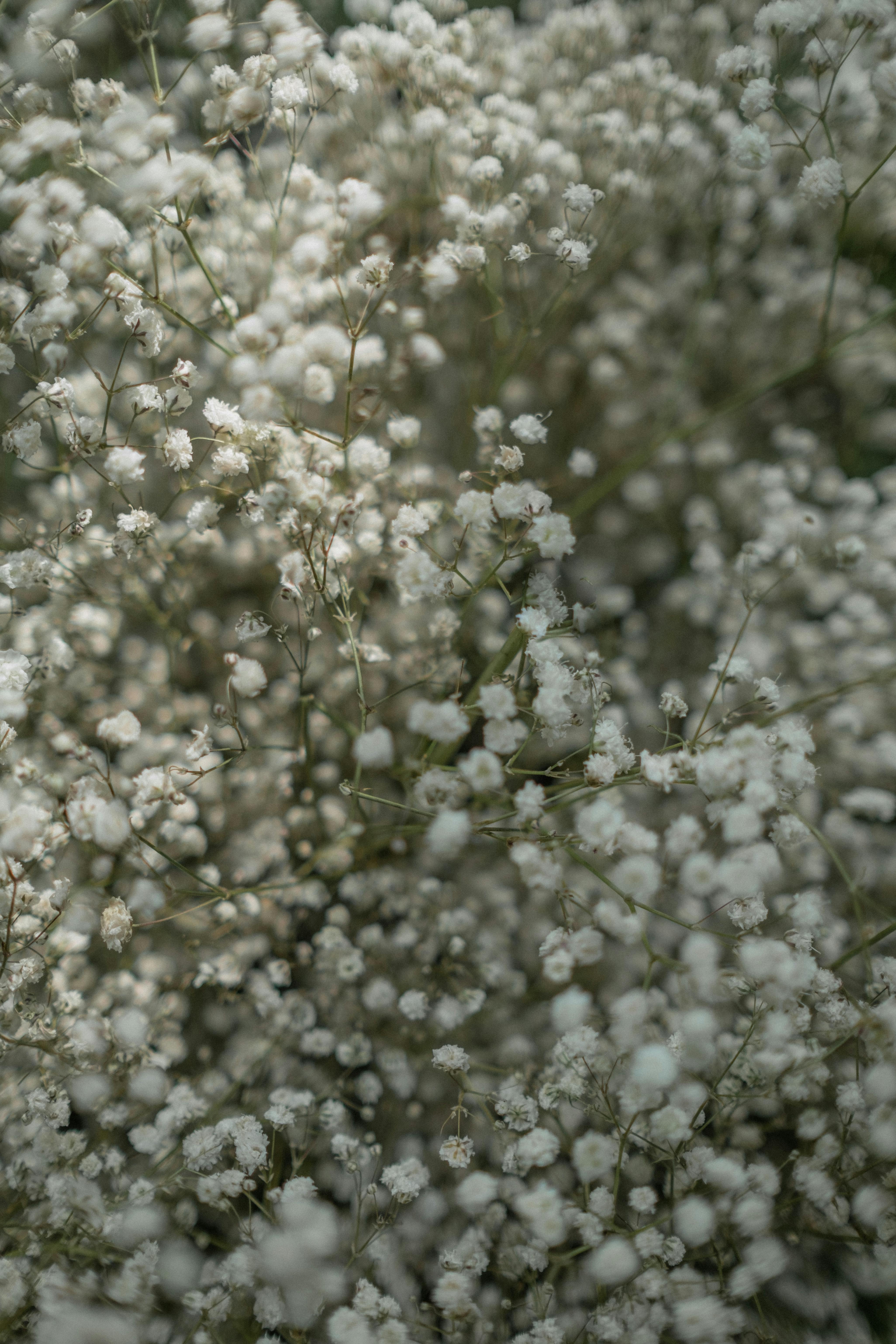 A delicate close-up of white gypsophila flowers creating a dreamy springtime pattern.