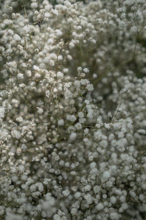 Foto profissional grátis de branco, estrutura, flores
