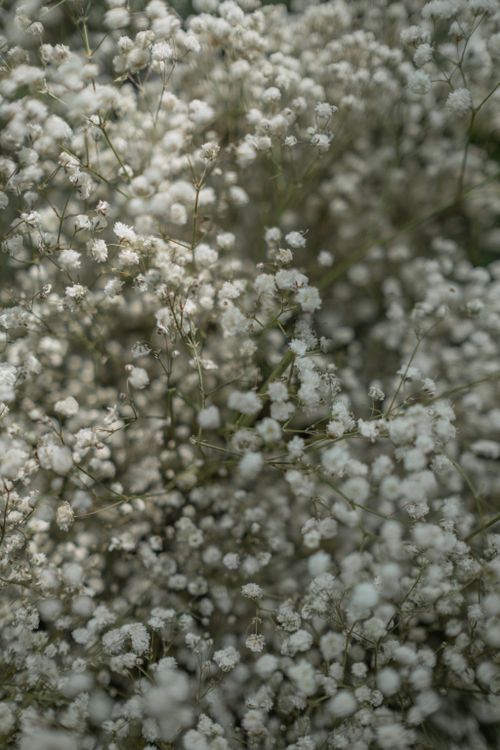 Free A delicate close-up of white gypsophila flowers creating a dreamy springtime pattern. Stock Photo