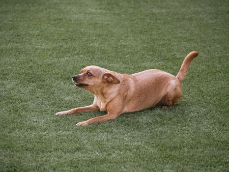 A miniature pinscher dog playfully lying on a lush green grass field during the day.