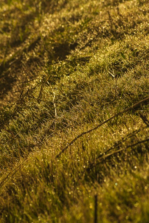 Základová fotografie zdarma na téma rosa, růst, svah