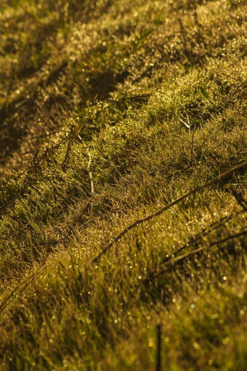 Free Close-up of dew-covered grass on a sunlit slope capturing nature's morning beauty. Stock Photo