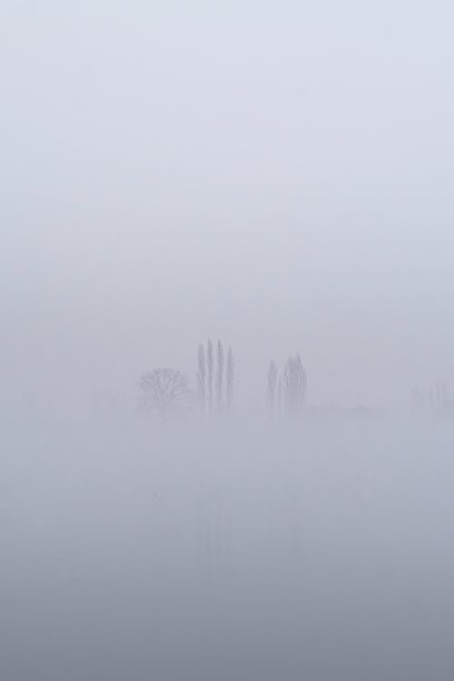 Free Dense Fog Covering a Field Stock Photo