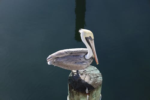 Pelican Perched on a Log