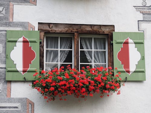 Free stock photo of flowers in window, raam, swiss window