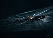 Close-up of a Spider in a Web