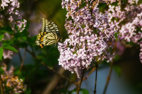 тигровая бабочка парусник сидит на розовом цветке с лепестками днем