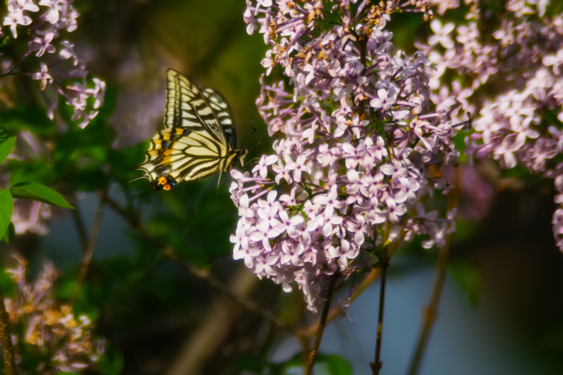 Close-up of a butterfly pollinating lilac flowers in a vibrant spring garden setting.