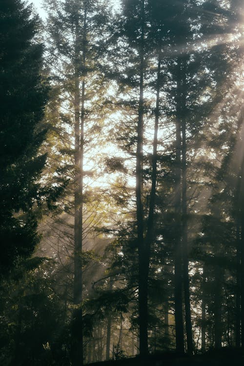 Fotobanka s bezplatnými fotkami na tému denné svetlo, lesy, príroda