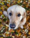 Close-up of a Golden Retriever