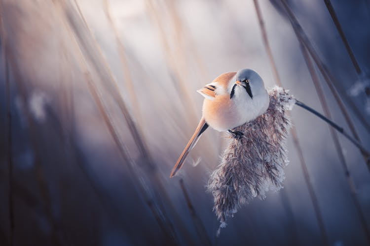 Close-Up Shot Of A Tit Bird 