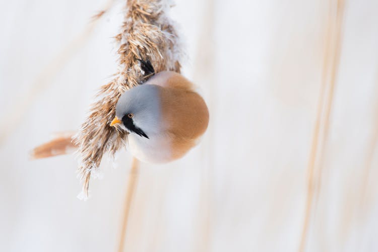 Close-Up Shot Of A Tit Bird