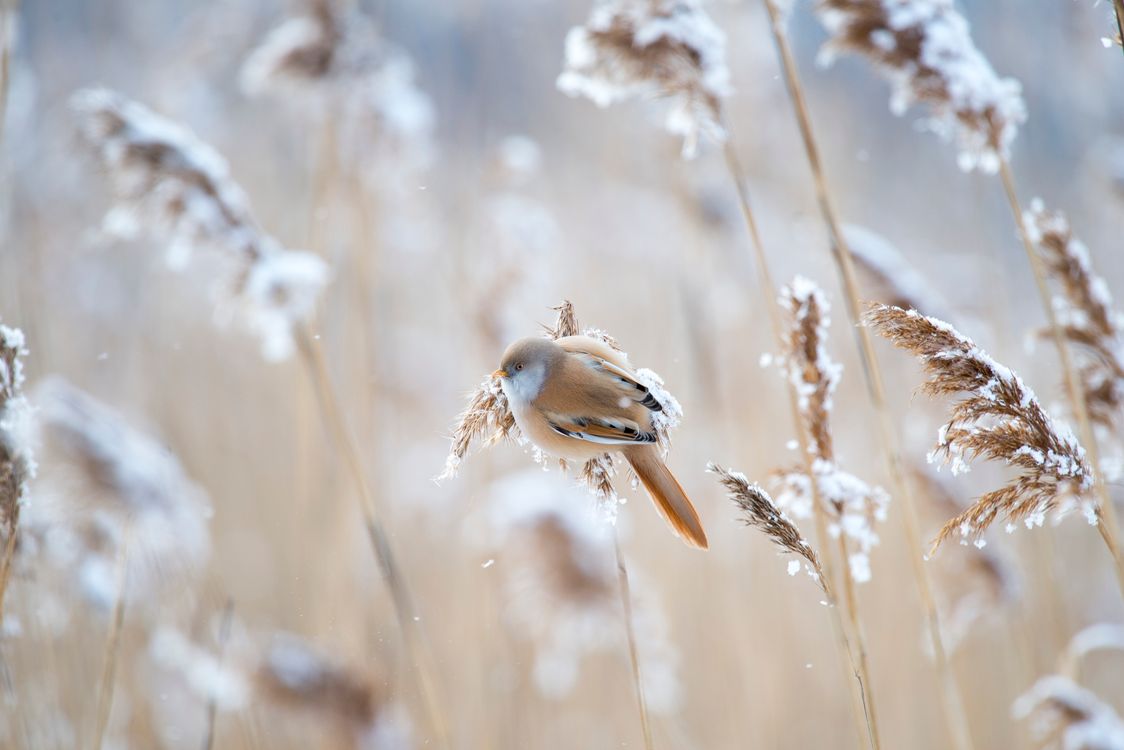 A Bearded Reedling Perched on a reed · Free Stock Photo