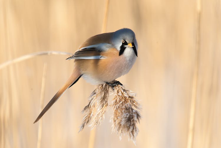 Close-Up Shot Of A Tit Bird