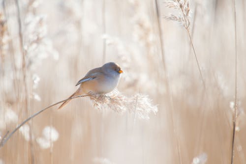 Kostnadsfri bild av aves, fågel, fågelfotografering