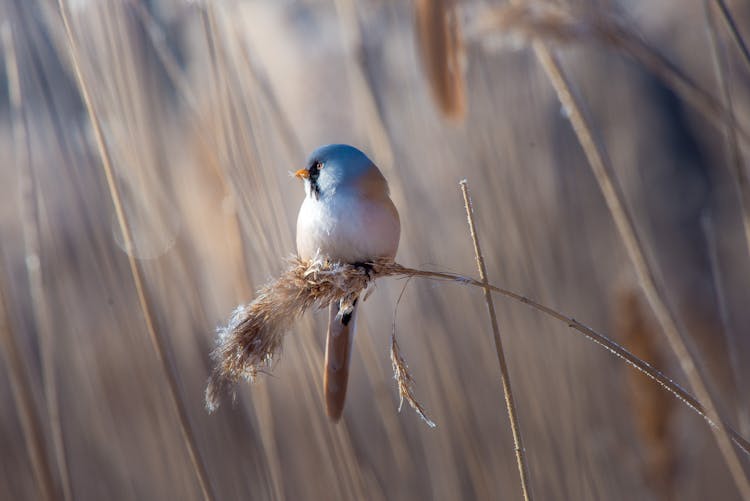 Close-Up Shot Of A Tit Bird 