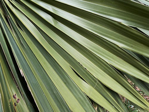 シュロの葉, パルム, ボタニカルの無料の写真素材