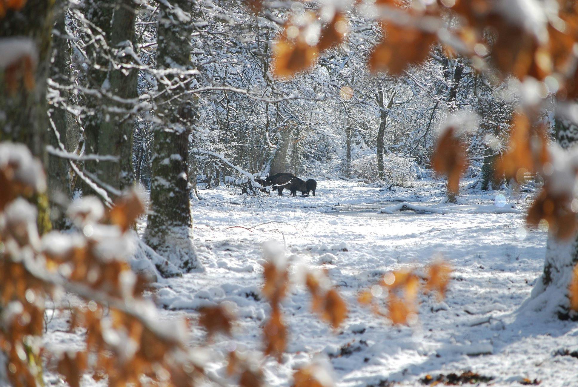 Paisagem natural exuberante em Portugal, ideal para ecoturismo