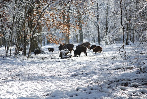 Foto d'estoc gratuïta de bosc, hivern, neu