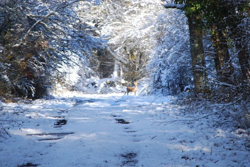 Foto d'estoc gratuïta de bosc, cérvol, hivern