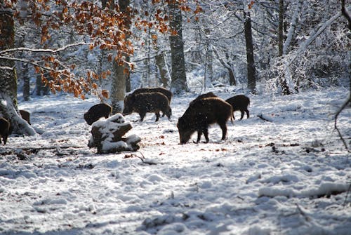 Free Boars on Snow Near Trees Stock Photo