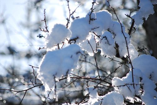 Free Close-up of snow-laden branches glistening under bright winter sunlight. Stock Photo