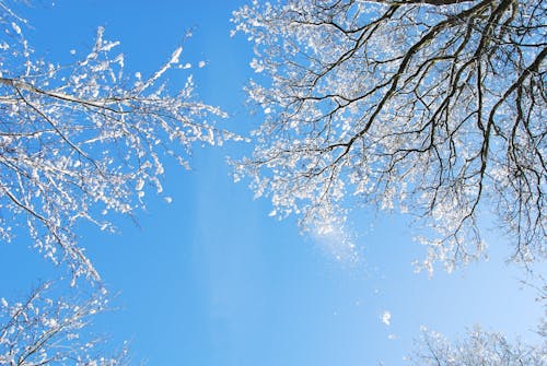 Gratis stockfoto met besneeuwd, bevroren, blauwe lucht