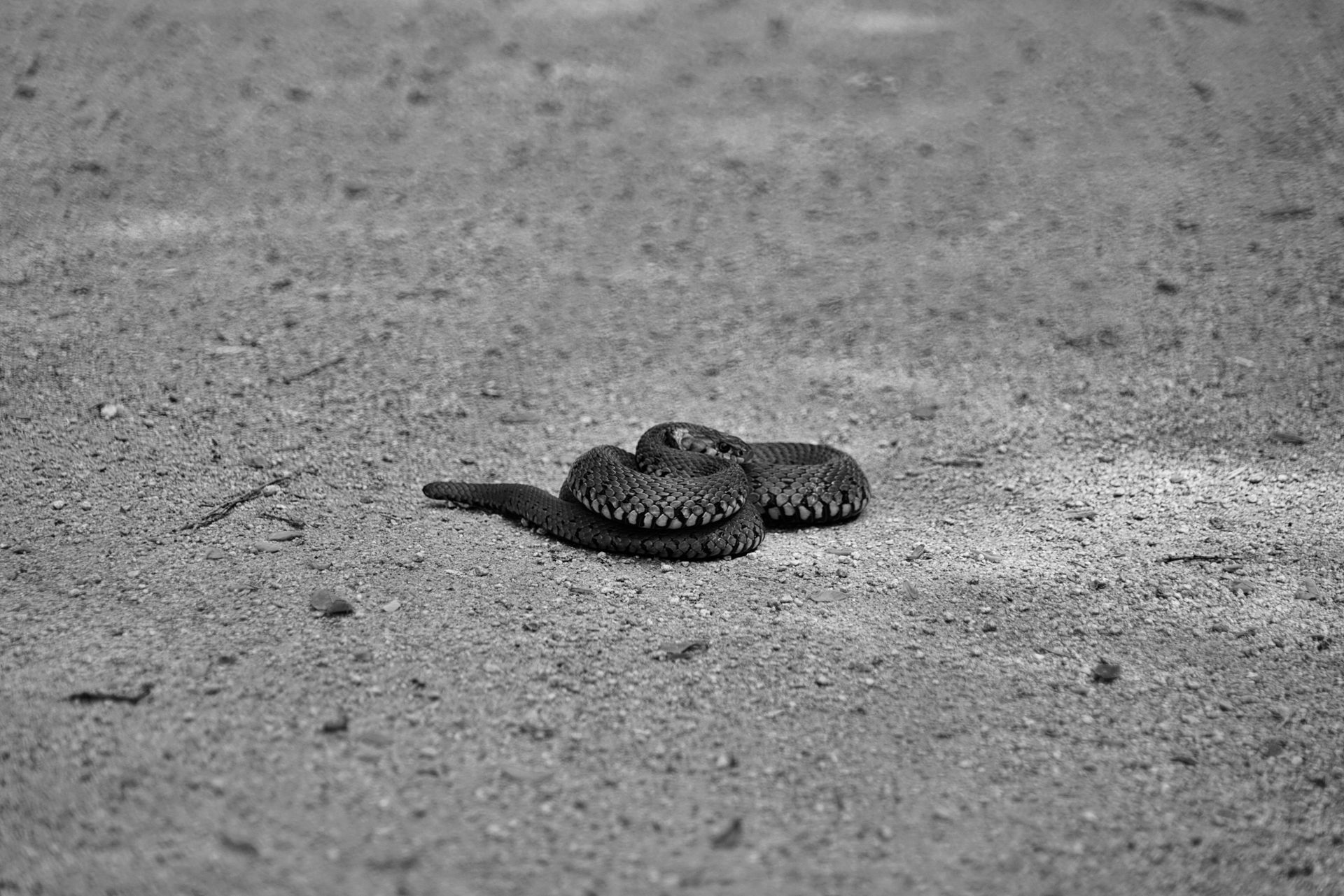 Black and white image of a snake coiled on a gravel path, showcasing reptilian texture and patterns.