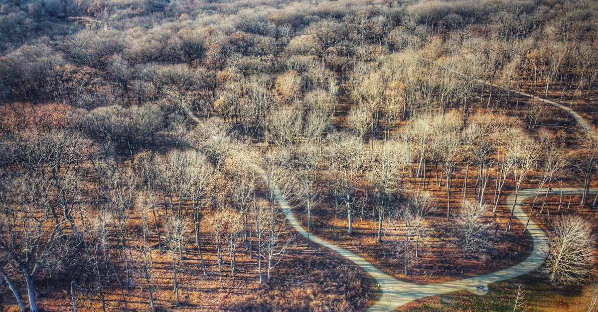 A drone shot capturing a winding path through a bare autumn forest in Mettawa, Illinois.