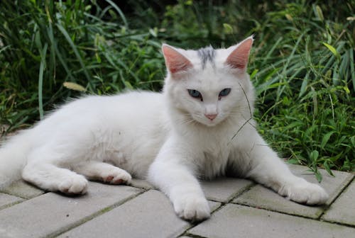 White Cat Lying on Ground Near Grass 