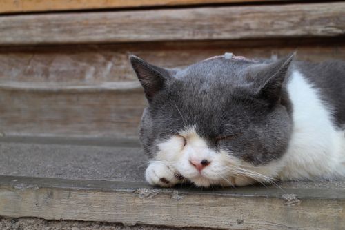 Free Close-up of a sleeping cat with a relaxed expression, lying on wooden steps outdoors. Stock Photo