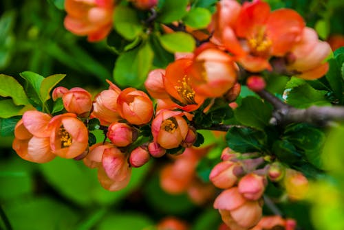 Close-up of Red Flowers on Green Plants