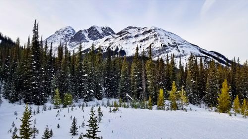 Free Serene view of snow-covered mountains and pine trees in Kananaskis, Alberta. Stock Photo