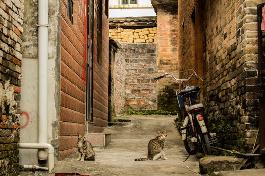 Two cats sit peacefully in a rustic alley beside a vintage bicycle.