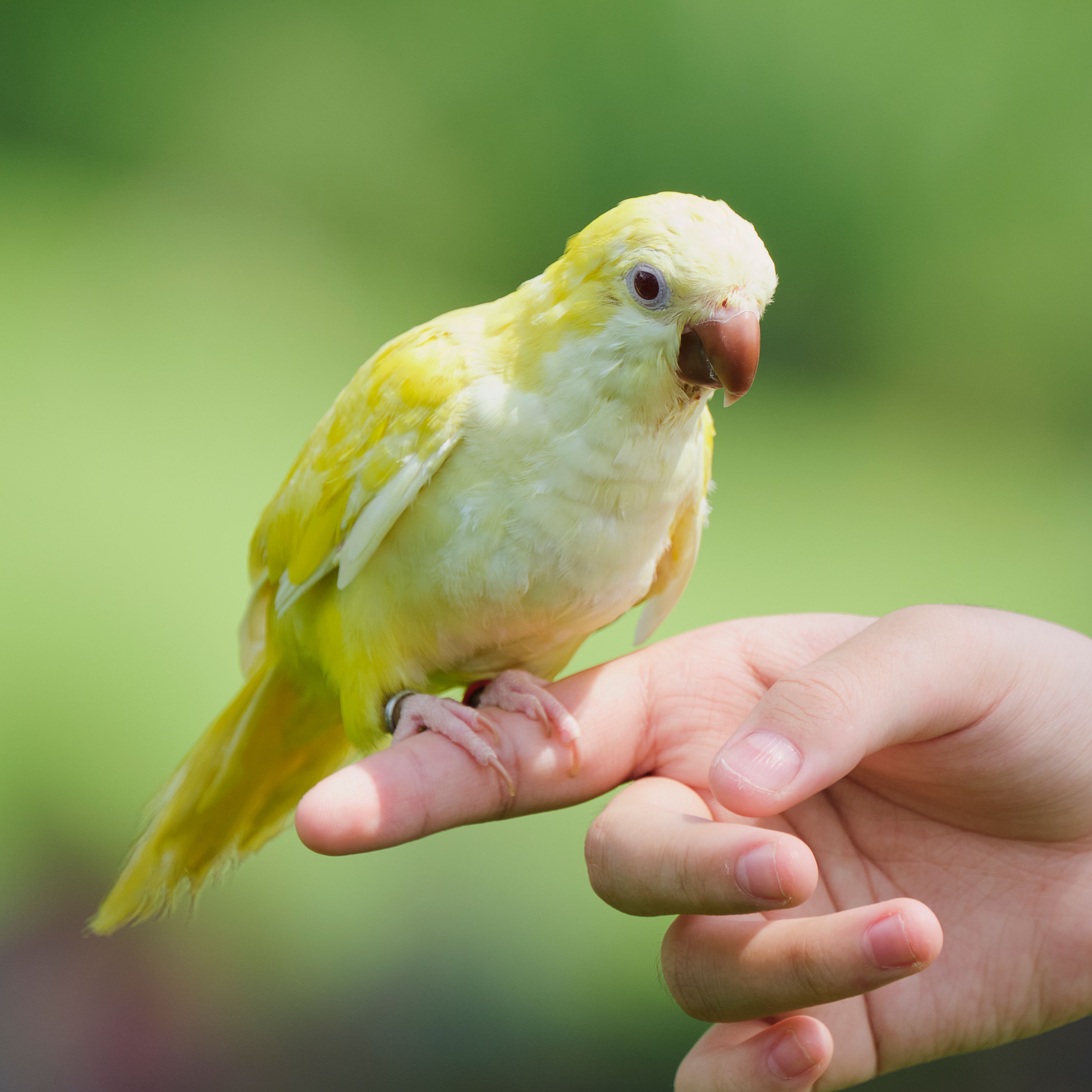Bird & Small Pet