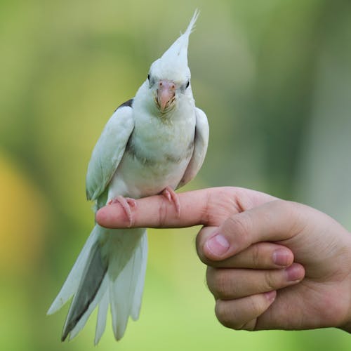Free Bird on Person's Hand Stock Photo