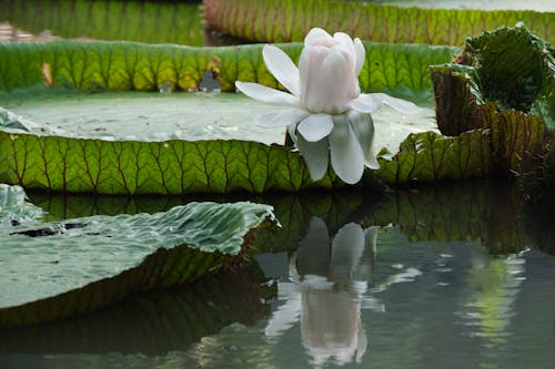 Kostnadsfri bild av blomfotografi, blomma, kronblad