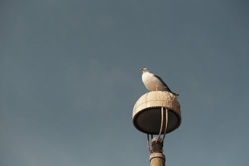 European herring gull Perched on a Lamppost
