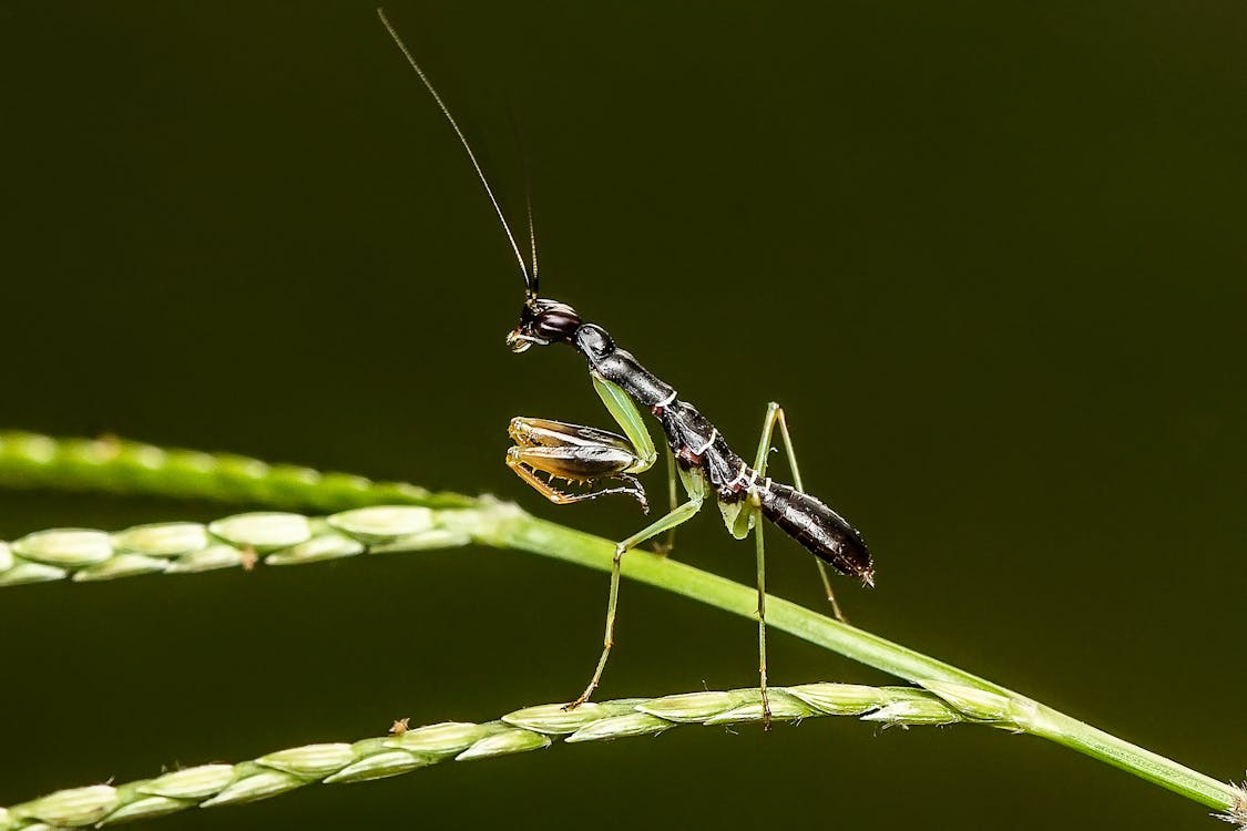 Foto d'estoc gratuïta de fons borrós, insecte, mantis