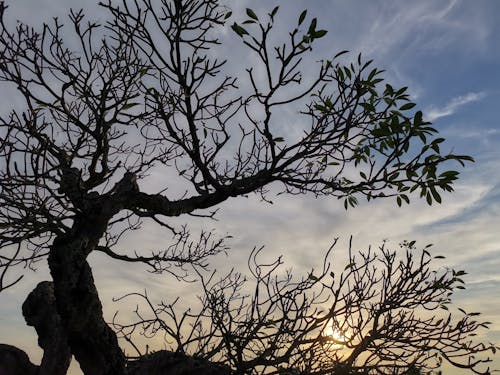 Free stock photo of bare tree, tree