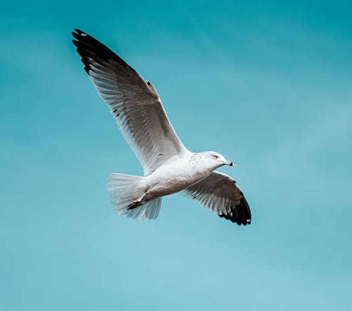 Free White Seagull Flying in the Sky Stock Photo