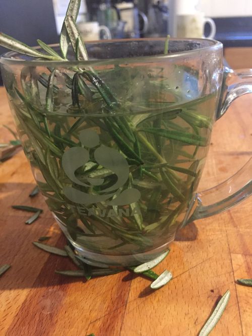 Free stock photo of fresh rosemary, infusion, medicinal herb tea Stock Photo